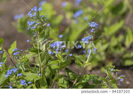 Flower blooming naturally 94187103