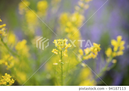 花自然開花 花自然開花 94187113