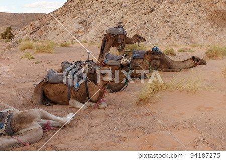 Camels resting on the sand in the Sahara Desert Camels resting on the sand in the Sahara Desert 94187275