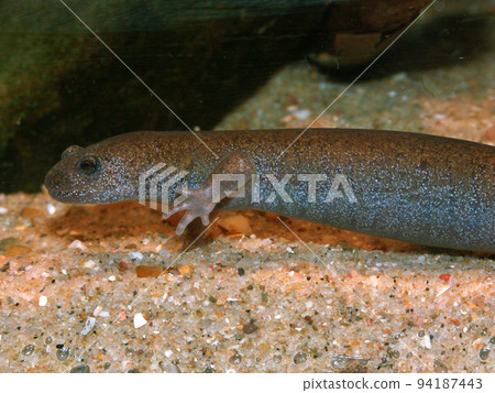 Closeup on an aquatic adult of the endangered Tokyo salamander, Hynobius tokyoensis endemic to Japan Closeup on an aquatic adult of the endangered Tokyo salamander, Hynobius tokyoensis endemic to Japan 94187443