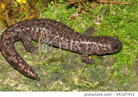 Closeup on the rare spotted Shahami salamander, Hynobius naevius, endemic to Japan sitting on green moss Closeup on the rare spotted Shahami salamander, Hynobius naevius, endemic to Japan sitting on green moss 94187452