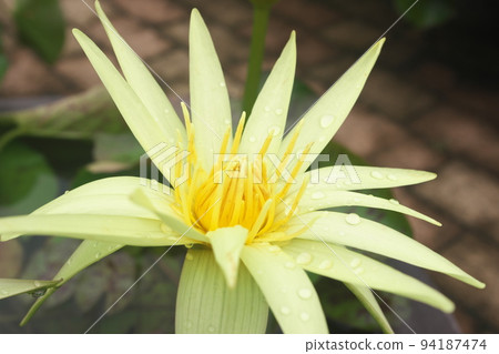 熱帶睡蓮奶油花：假名花園[綠色背景] 94187474