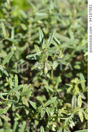 Rock rose Fire Dragon 94187881