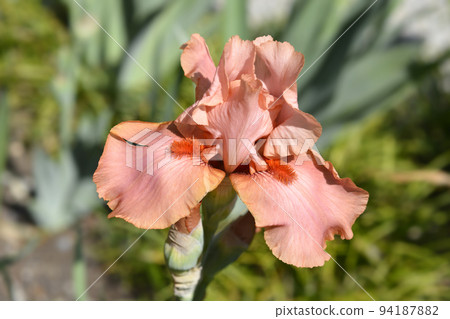 Tall bearded iris Far Corners Tall bearded iris Far Corners 94187882