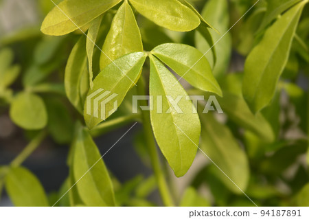 Mexican orange Sundance 94187891