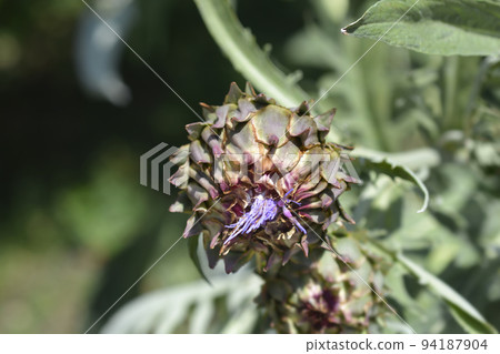 Artichoke thistle Artichoke thistle 94187904