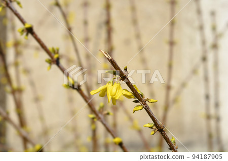 Weeping forsythia Weeping forsythia 94187905