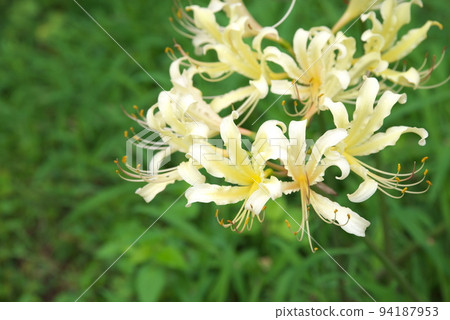 Licorice cream flowers, elite: Kana garden [green background] 94187953