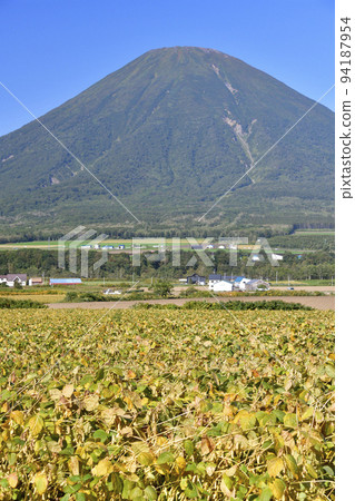 初秋拍攝北海道京極町羊蹄山和收穫的大豆田的景色 初秋拍攝北海道京極町羊蹄山和收穫的大豆田的景色 94187954
