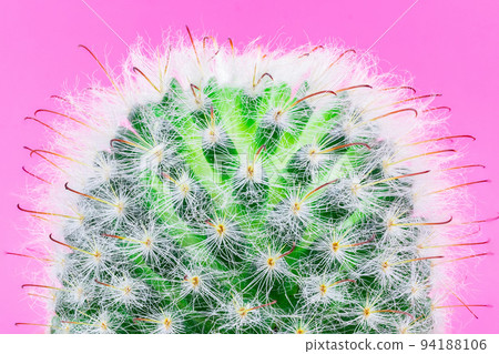 Cactus on a pink background Cactus on a pink background 94188106