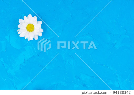 Chrysanthemums on blue background Chrysanthemums on blue background 94188342