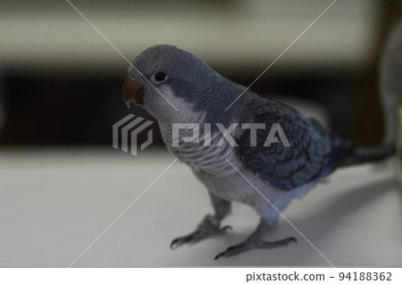 和尚鸚鵡 94188362