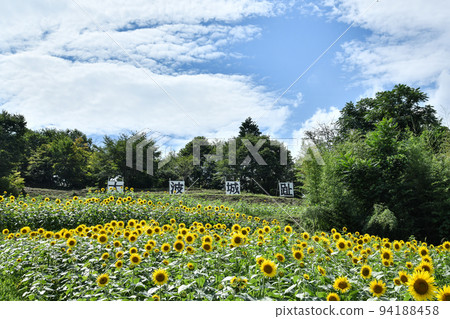 Sunflower field in Oonami, Fukushima City 94188458