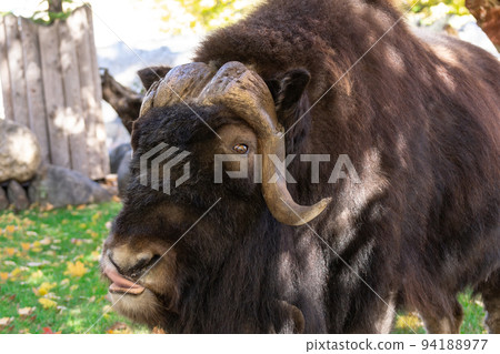 musk ox in the meadow musk ox in the meadow 94188977