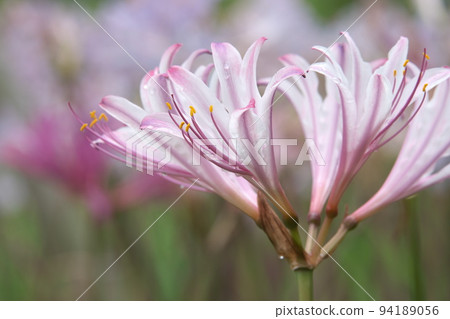 粉紅色的甘草花、夏水仙：假名花園 [綠色背景] 94189056