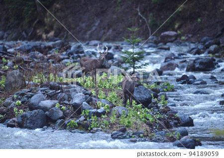 Ezo deer I met on the riverside of Shiretoko (Hokkaido) Ezo deer I met on the riverside of Shiretoko (Hokkaido) 94189059
