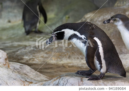 portrait of a penguin portrait of a penguin 94189084