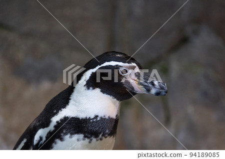 portrait of a penguin portrait of a penguin 94189085