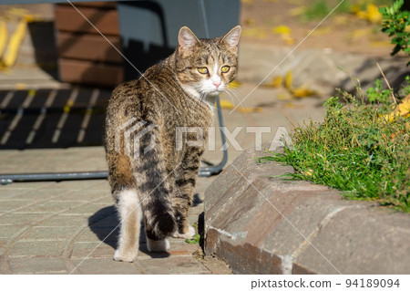 grey cat in nature 94189094
