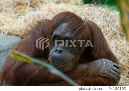 orangutan at the zoo orangutan at the zoo 94189105