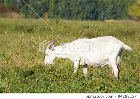 goat in a meadow 94189157