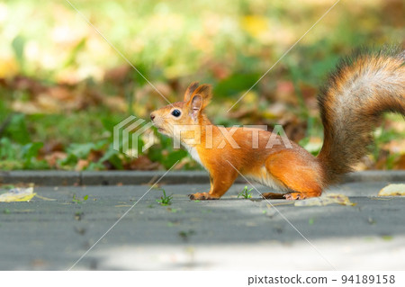 Squirrel in the autumn park Squirrel in the autumn park 94189158