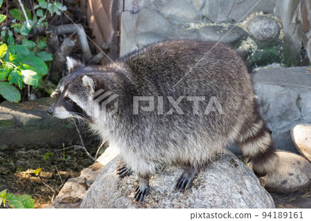 raccoon on stone raccoon on stone 94189161
