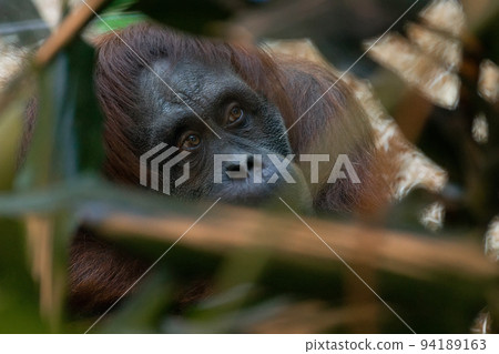 orangutan at the zoo orangutan at the zoo 94189163