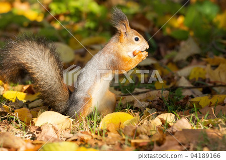 Squirrel in the autumn park Squirrel in the autumn park 94189166