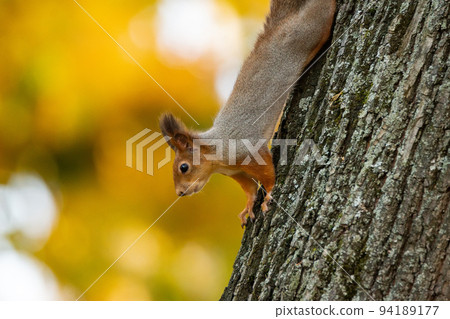 Squirrel in the autumn park Squirrel in the autumn park 94189177