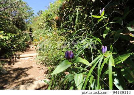 Gentian blooming on the mountain trail of Mt. Chausu in Nasu, Tochigi Prefecture Gentian blooming on the mountain trail of Mt. Chausu in Nasu, Tochigi Prefecture 94189313