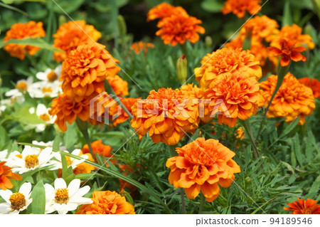 Orange flower of marigold: Kana garden [green background] 94189546