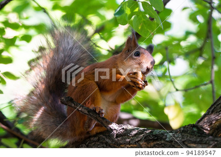 squirrel on the tree 94189547