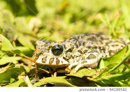 The toad on the grass The toad on the grass 94189582