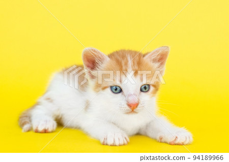Little red kitten 94189966
