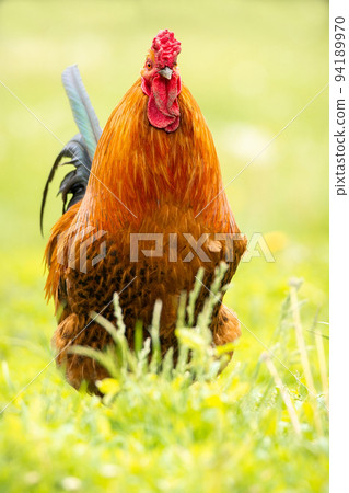 cock on the grass 94189970