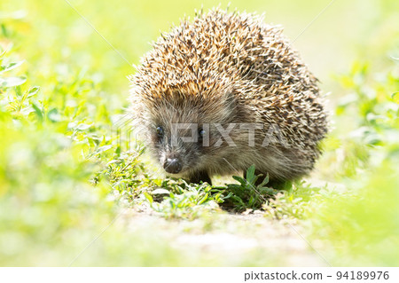 hedgehog on the grass 94189976