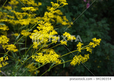 Ominaeshi花：假名花園[綠色背景] 94190354