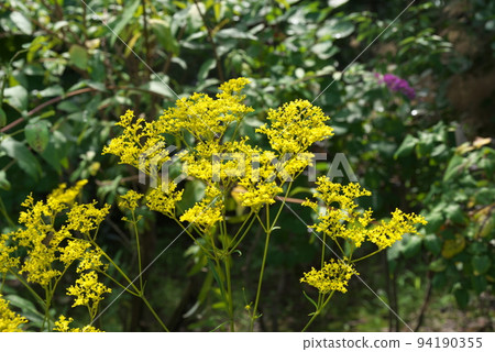 Ominaeshi花：假名花園[綠色背景] 94190355