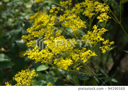 Ominaeshi花：假名花園[綠色背景] 94190388