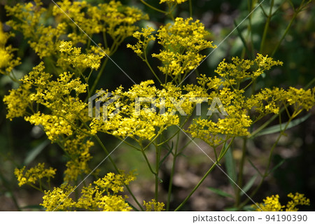 Ominaeshi flower: Kana garden [green background] 94190390