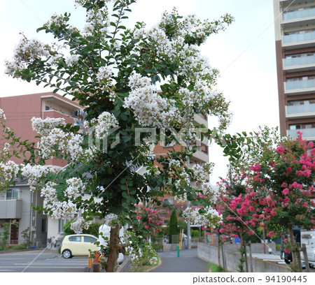 Crape Myrtle Hyakujitsuko Country Red] 94190445