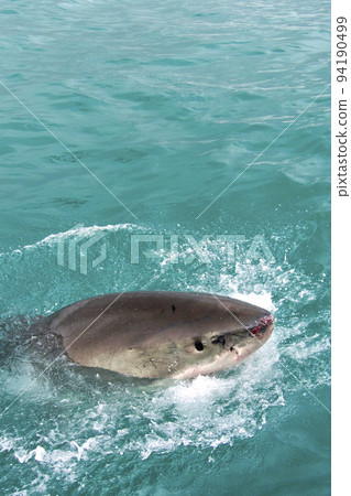 Great White Shark, Gansbaai, South Africa 94190499