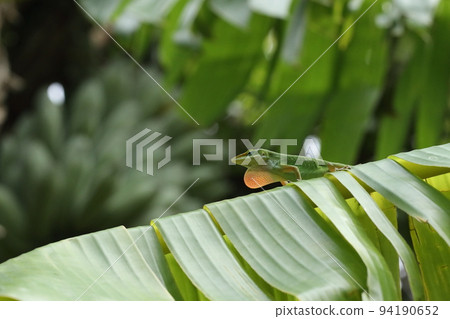 Creature Reptile Green Anole, male. The orange color on the throat is called durap and is usually kept away. Creature Reptile Green Anole, male. The orange color on the throat is called durap and is usually kept away. 94190652