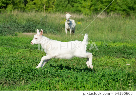 goat in a field of wheat goat in a field of wheat 94190663