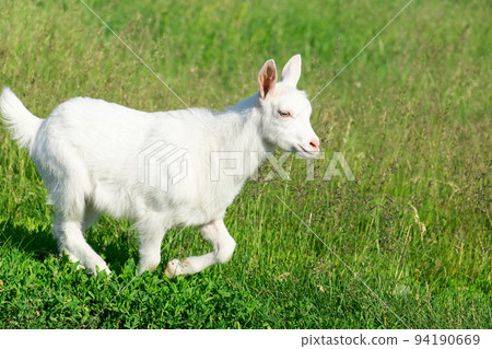 goat in a field of wheat goat in a field of wheat 94190669