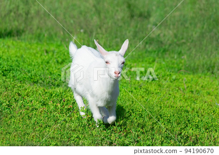 goat in a field of wheat 94190670
