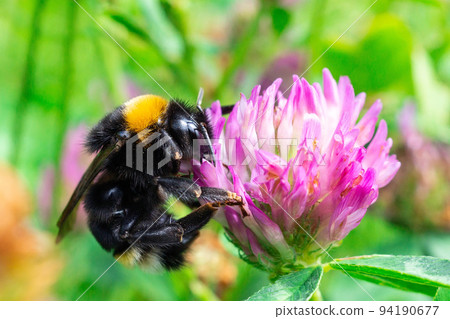 bumblebee on a clover bumblebee on a clover 94190677
