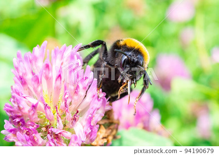bumblebee on a clover bumblebee on a clover 94190679