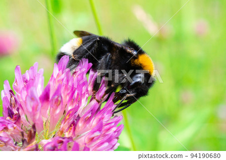 bumblebee on a clover bumblebee on a clover 94190680